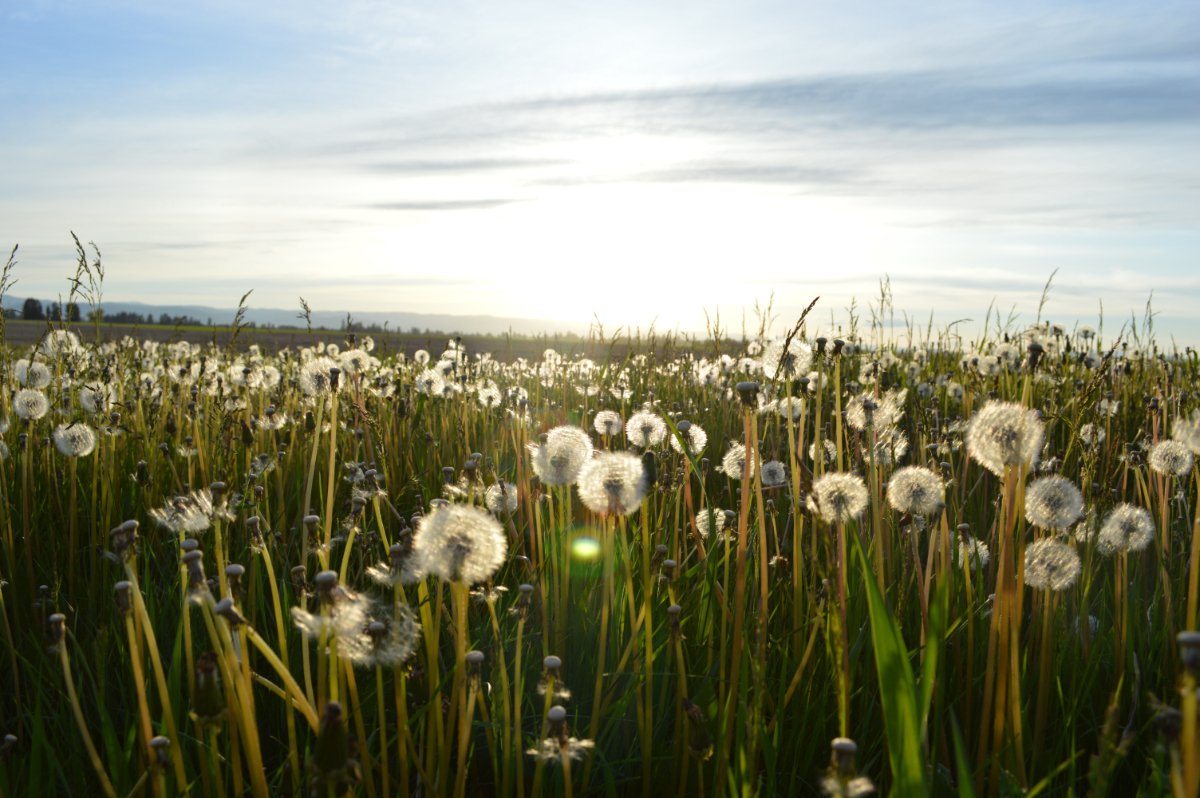 How Do You Fix A Lawn Full Of Weeds?