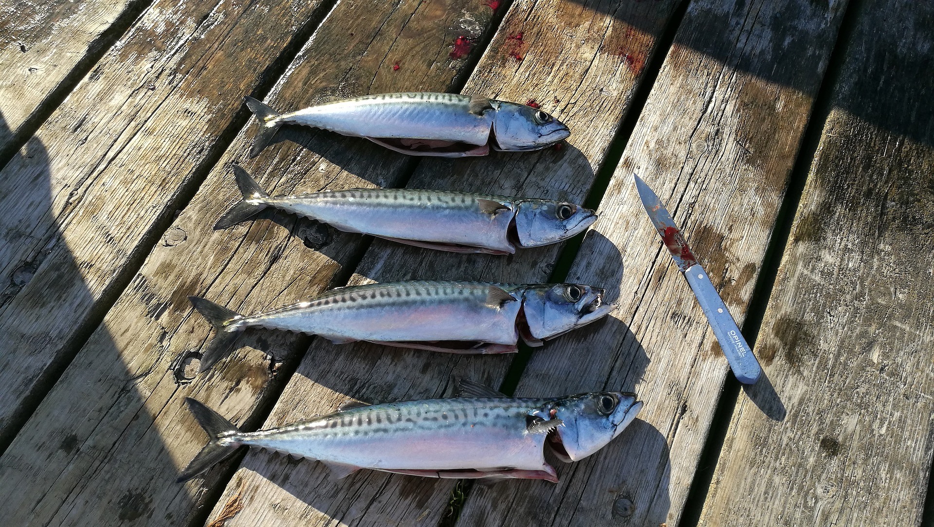 Mackerel Fishing Guide  Spinning, Feathering & Float Fishing