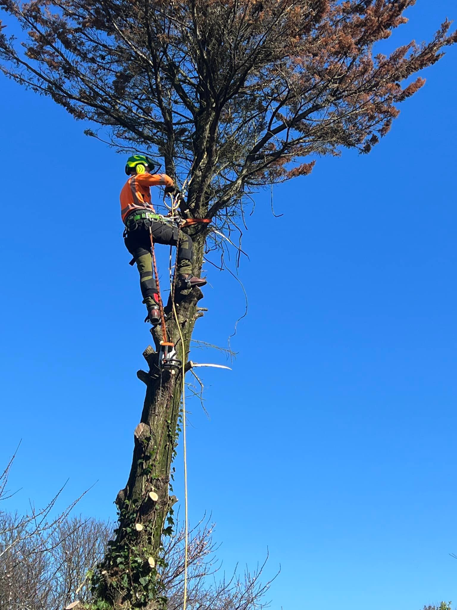 Tree Surgeon In Birmingham, Wolverhampton, Dudley